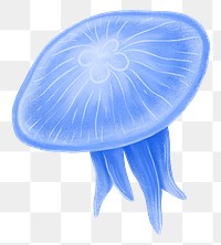 Blue jellyfish png sticker, animal illustration, transparent background