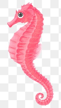 Pink seahorse png sticker, animal illustration, transparent background