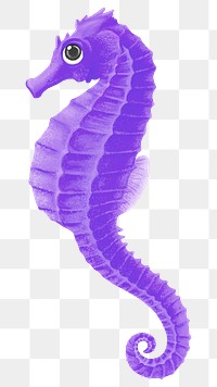 Purple seahorse png sticker, animal illustration, transparent background