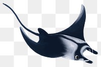 Manta ray png sticker, animal illustration, transparent background