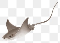 Stingray png sticker, animal illustration, transparent background