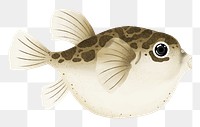 Puffer fish png sticker, animal illustration, transparent background