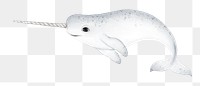 Narwhal whale png sticker, animal illustration, transparent background