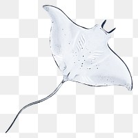 Stingray png sticker, animal illustration, transparent background