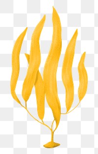 Yellow algae png sticker, nature illustration, transparent background