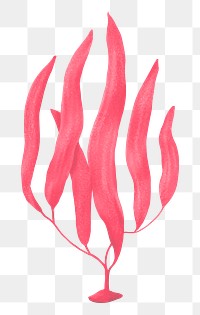 Pink ocean plant png sticker, nature illustration, transparent background