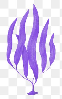 Purple algae png sticker, nature illustration, transparent background