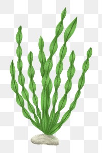 Green algae png sticker, nature illustration, transparent background