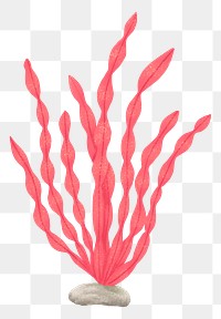 Pink algae png sticker, nature illustration, transparent background