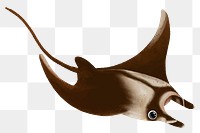 Manta ray png sticker, animal illustration, transparent background