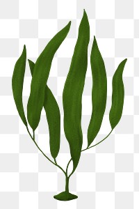 Green ocean plant png sticker, nature illustration, transparent background