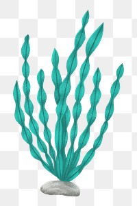 Green ocean plant png sticker, nature illustration, transparent background