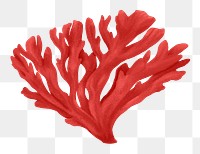 Red coral png sticker, nature illustration, transparent background