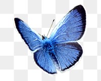 Blue morpho butterfly png sticker, animal image, transparent background