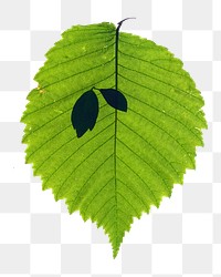 Green leaf png sticker, transparent background