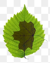 Green leaf png sticker, transparent background