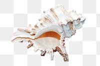 Seashell png sticker, transparent background