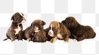 Puppies png Staffordshire Bull Terrier sticker, transparent background