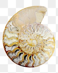 Ammonite fossil png sticker, transparent background