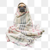 Pug  wrapped in blanket  png sticker, transparent background