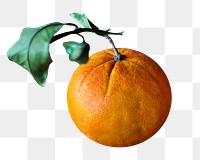 Mandarine fruit png sticker, transparent background