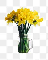 Daffodil flowers png sticker, transparent background