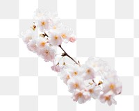 Cherry blossoms png flower sticker, transparent background