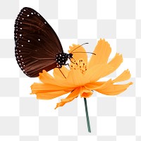 Beautiful butterfly insect png sticker, transparent background