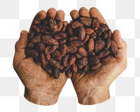 Png person holding cocoa beans sticker, transparent background