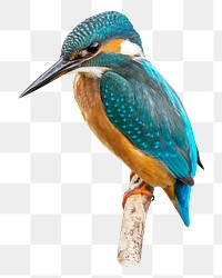 Kingfisher bird png sticker, transparent background