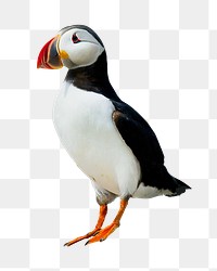 Atlantic puffin bird png sticker, transparent background