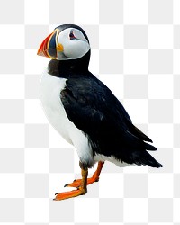 Atlantic puffin bird png sticker, transparent background