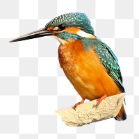 Blue and orange kingfisher png sticker, transparent background