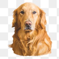 Golden retriever dog png sticker, transparent background