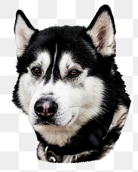 Husky dog png pet sticker, transparent background