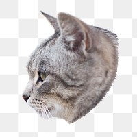 Tabby cat png pet  sticker, transparent background