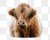 Calf png sticker, transparent background