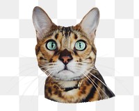 Tabby cat png pet sticker, transparent background