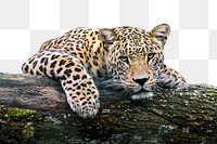 Leopard tiger png sticker, transparent background
