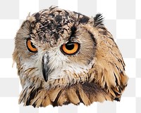 Brown owl png sticker, transparent background