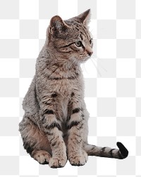 Cute cat png sticker, transparent background