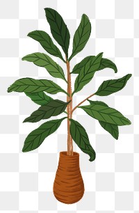 Fiddle leaf fig png aesthetic houseplant sticker, transparent background