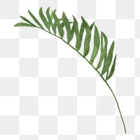 Palm leaf branch png sticker, transparent background