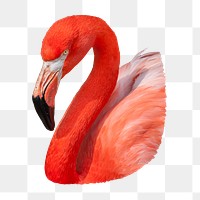 Flamingo png bird sticker, transparent background
