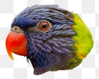 Rainbow lorikeet  png sticker, animal image, transparent background