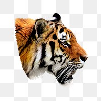 Tiger png animal sticker, transparent background