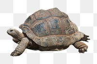 Aldabra giant tortoise png sticker, transparent background