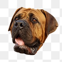 French mastiff dog png sticker, transparent background