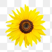 Sunflower  png collage element, transparent background