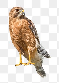 Hawk bird png, transparent background